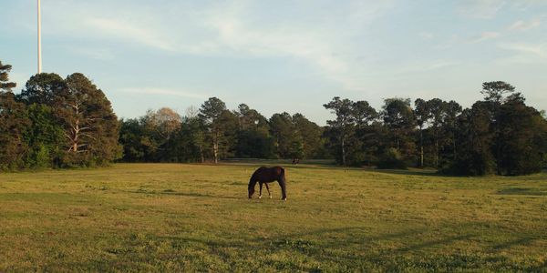 A lone horse grazing in a vast green field surrounded by trees under a clear sky.
