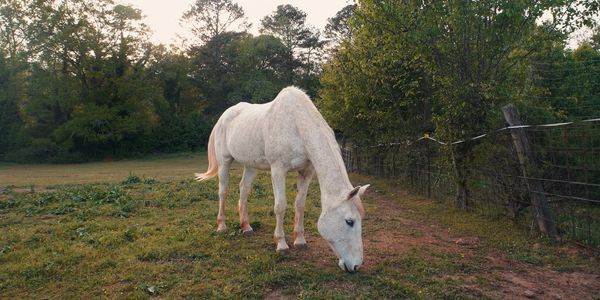 A white horse grazing in a green field near a fence.