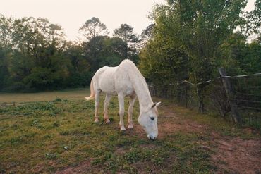 A white horse grazing in a fenced grassy area during sunset.