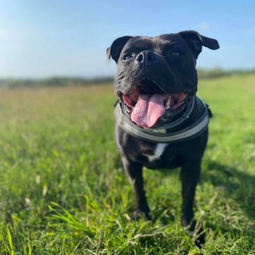 A dog in a field.