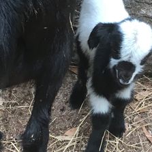 Click to see the Kids we have available for sale.