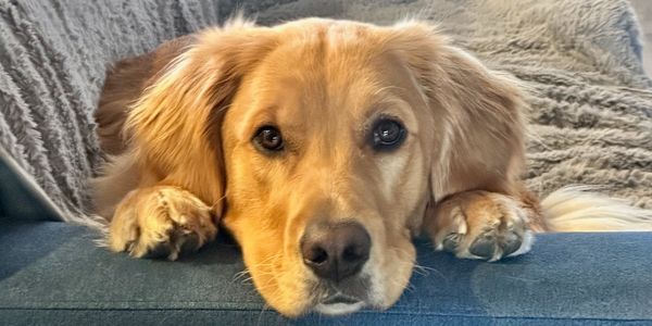 Golden retriever resting head on couch looking at camera.