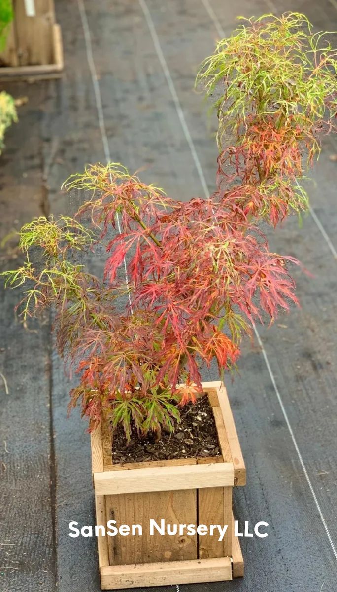 Acer japonicum gossamer gossamer full moon japanese maple 