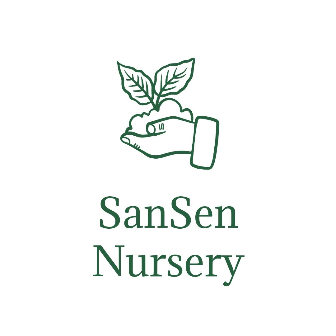 SanSen Nursery - Conifers and Maples, Ginkgo Biloba Cultivas SanSen Nursery - Conifers and Maples, Ginkgo Biloba Cultivas