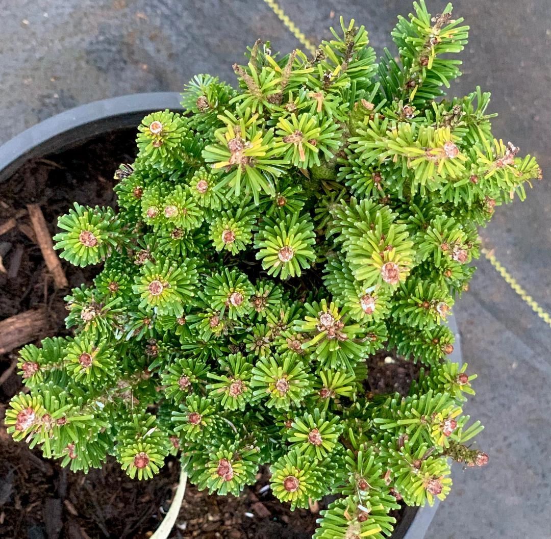 Abies veitchii 'Hedergott' (Hedergott Veitch Fir)