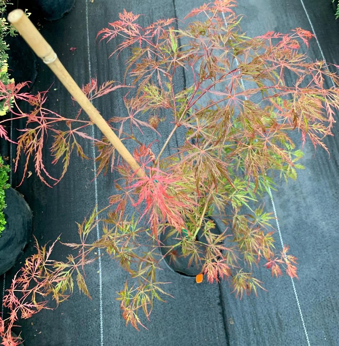 Acer palmatum 