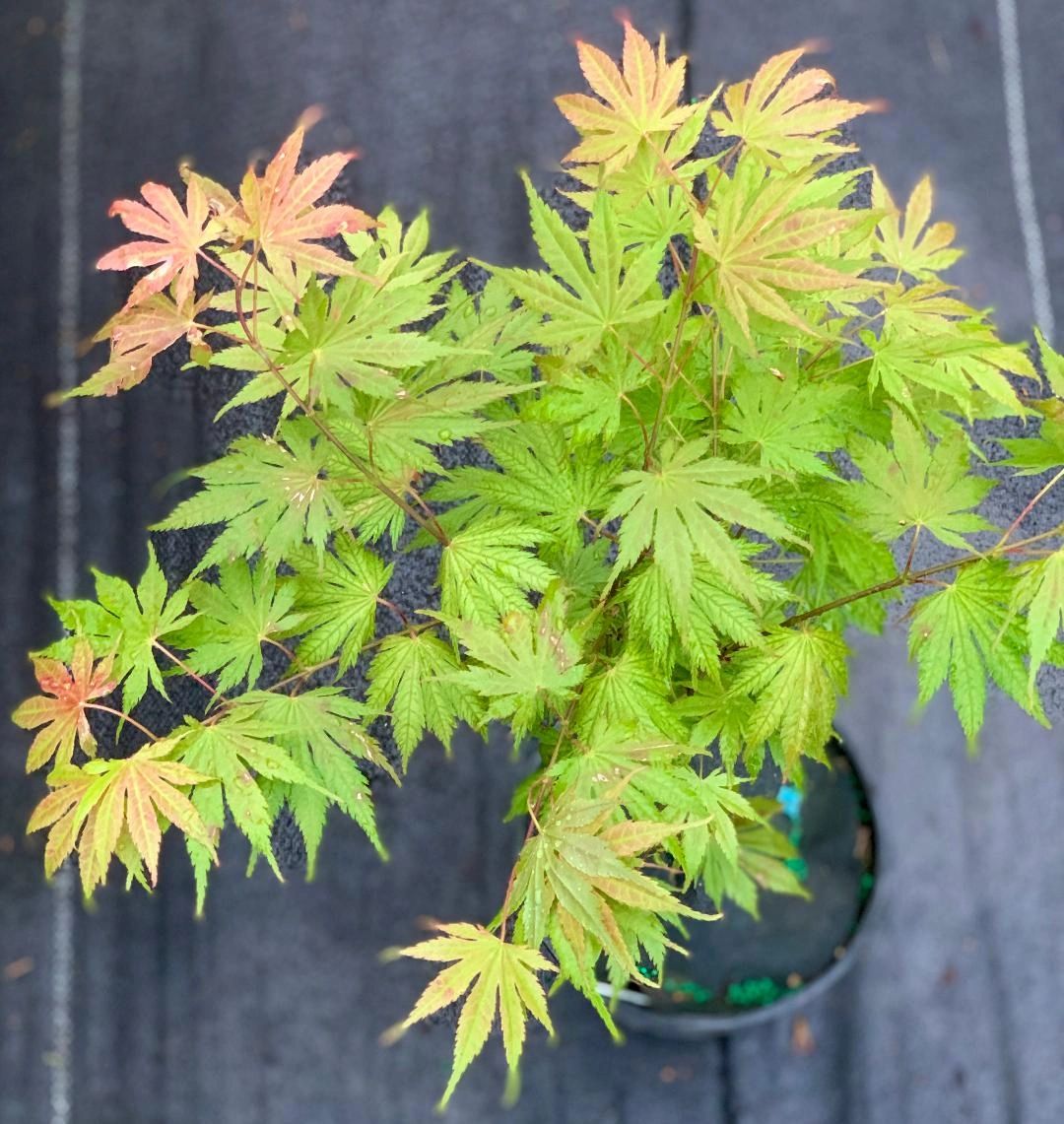 Acer Palmatum 'Ariadne' (Ariadne Japanese Maple)