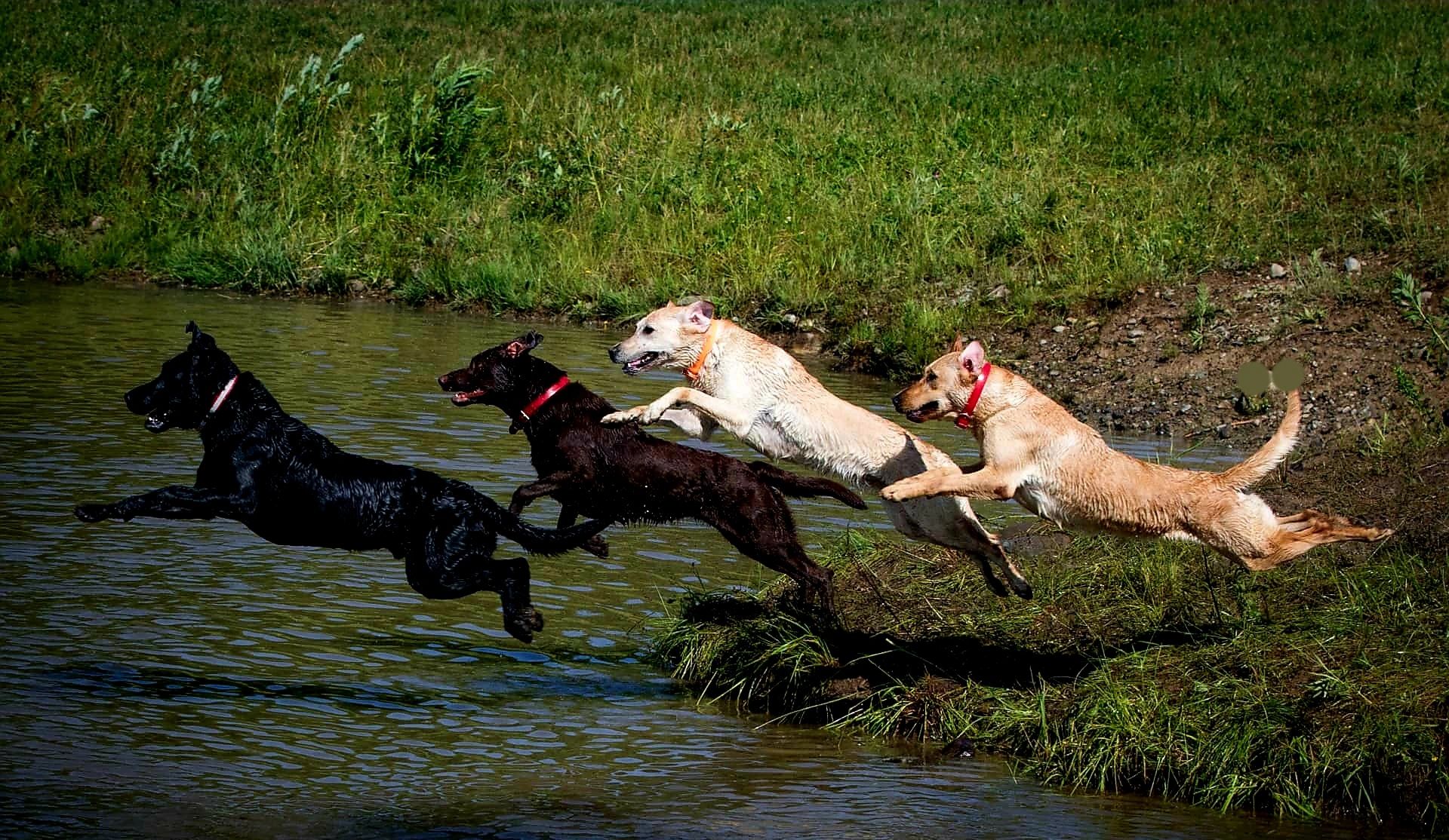 Dog Obedience Training Near Me SK Retrievers
