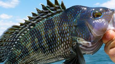 Black Sea bass 