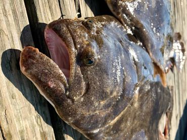 Long Island fluke 