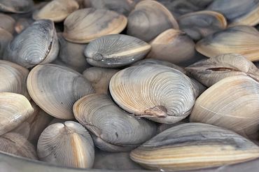 Little neck clams 