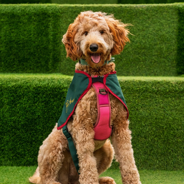 A golden coloured happy looking dog wearing a green Pawsable assistance dog jacket is sitting and lo