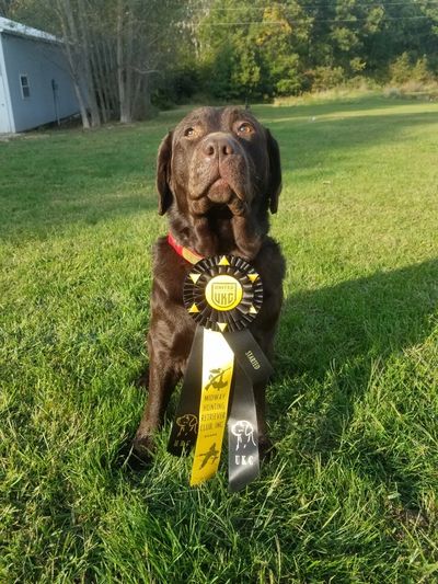 Award winning brown labrador