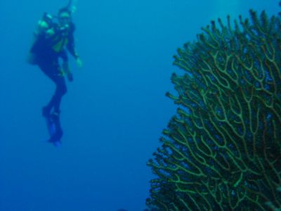 Dive deeper with specialty courses.