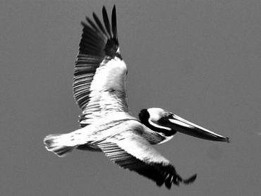 image112