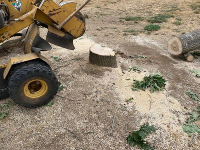 Stump grinding all size stumps