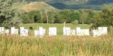 Slide Ridge bee apiary.