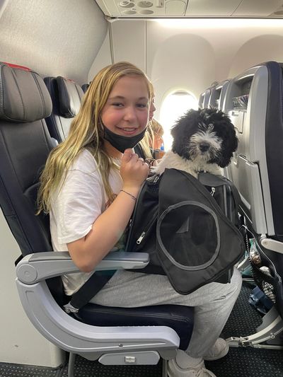 Puppy flying in cabin with Puppy nanny to its new home