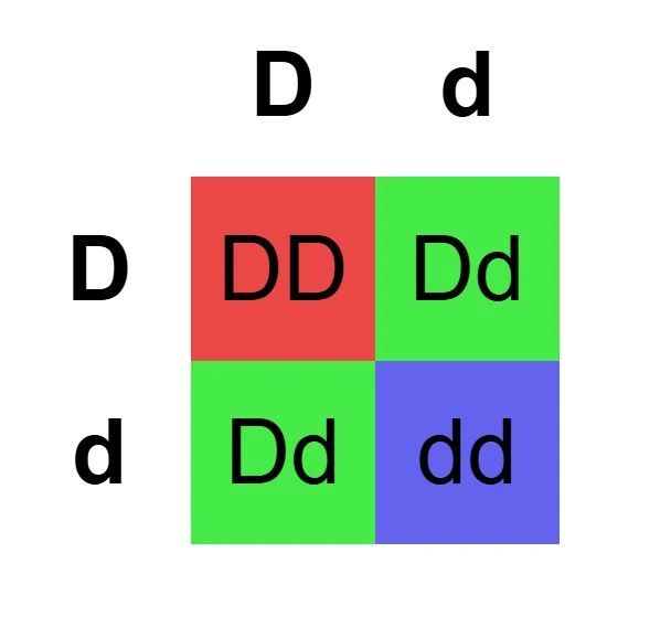 Colors in Silver Fox Part II--Dilute and Tort (D & E locus)