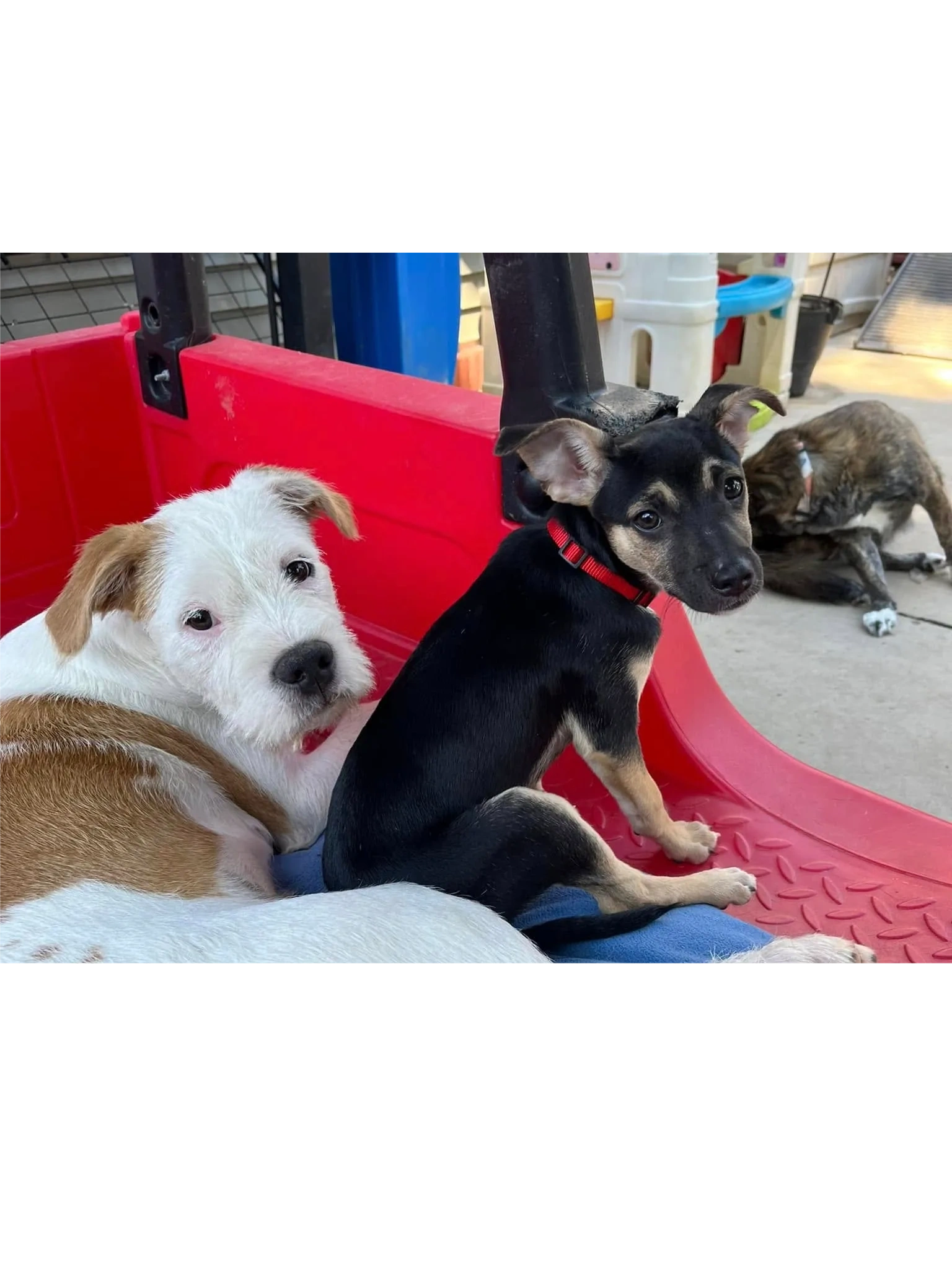 Our Rescue