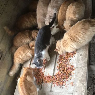 Freedom Farmhouse Sanctuary