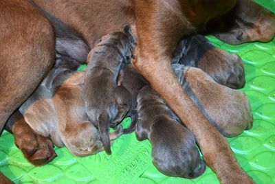 a litter of labrador retriever puppies