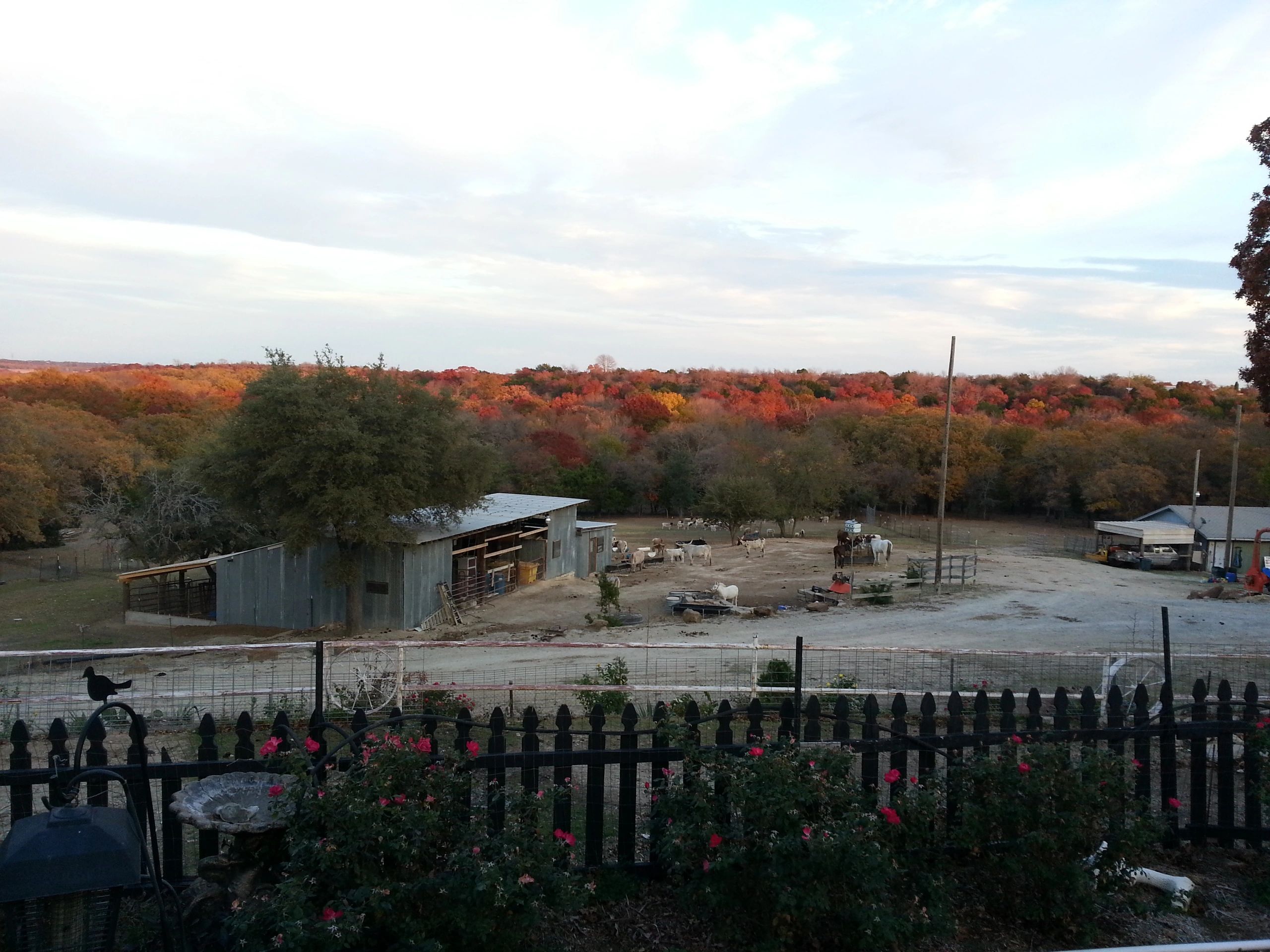 AKC German Shepherd Dog Puppies - Balog Ranch