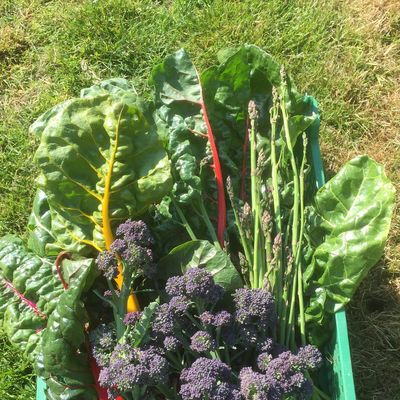 Fresh garden harvest with leafy greens, asparagus, and purple broccoli on grass.
