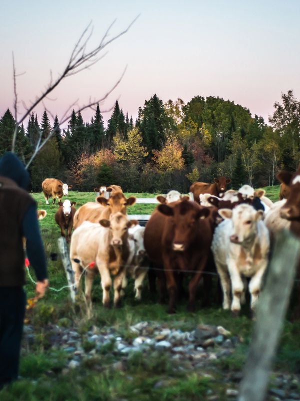 Élevage bovin nourri à l'herbe