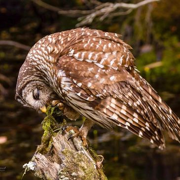 Photo by Charlie Baggett