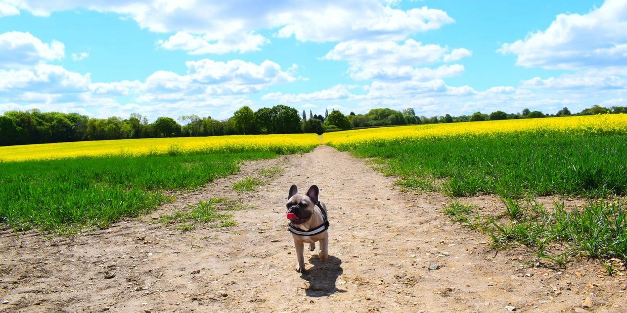 A small dog walking on a dirt path in a sunny field.