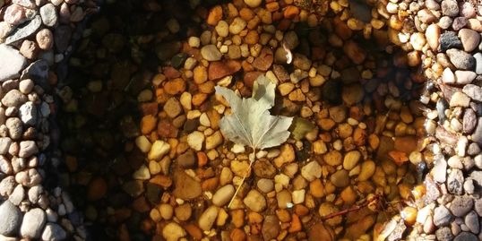A maple leaf rests at the bottom of a birdbath, whose river stones match those on the ground.