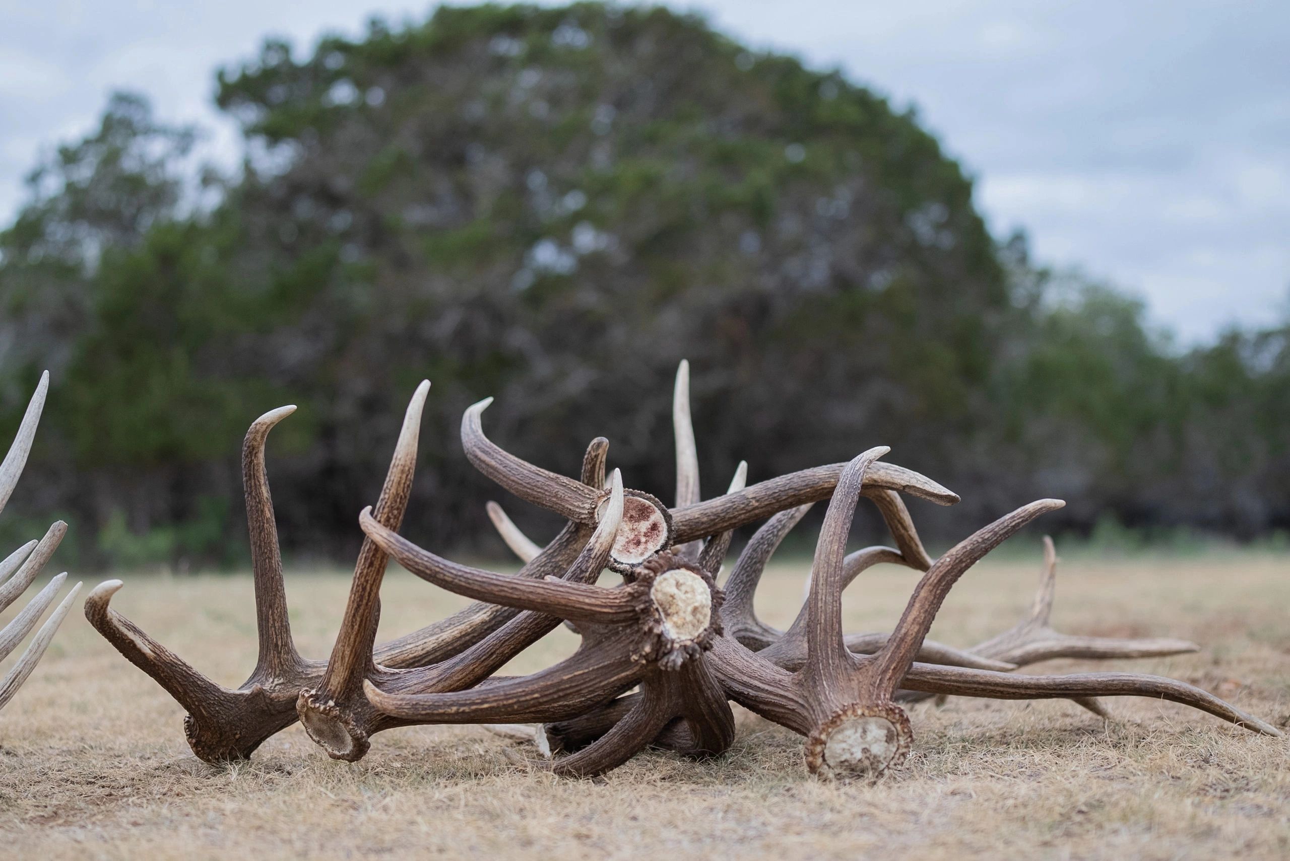 antler headpiece