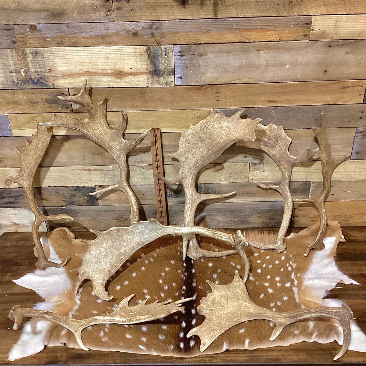 B-Grade FALLOW Deer Antler Sheds - Light Brown/White Color Mix - 5 or ...