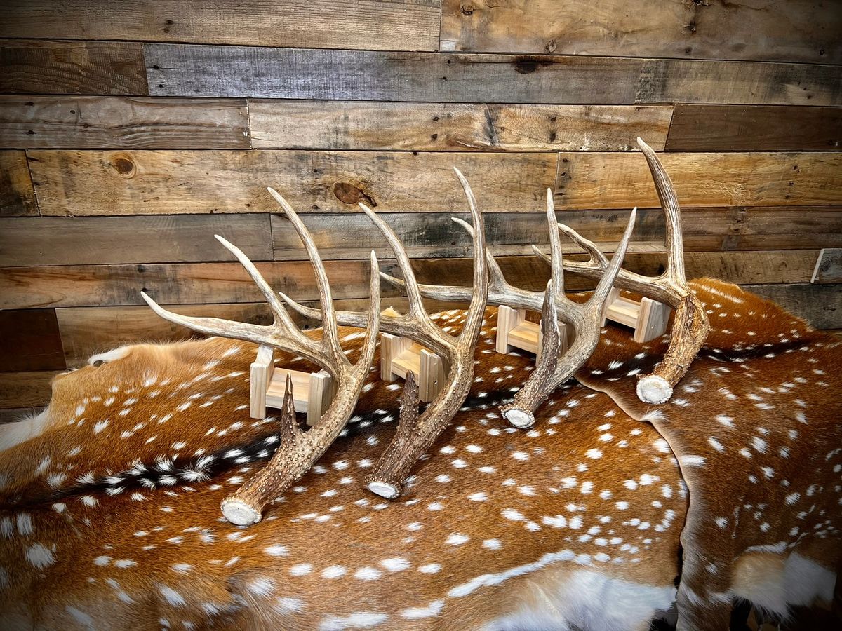 Premium Whitetail Deer Antler Sheds Large Size Choose Quantity