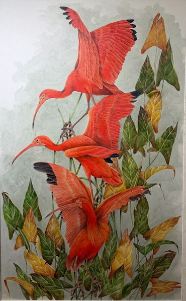 Scarlet Garnets
Scarlet Ibis
Original Watercolor
Framed Size 68x45
$4800.