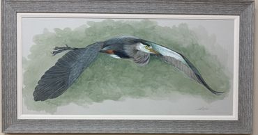 Great Blue Heron Flight
Original Watercolor
Framed Size 55x29
$2800