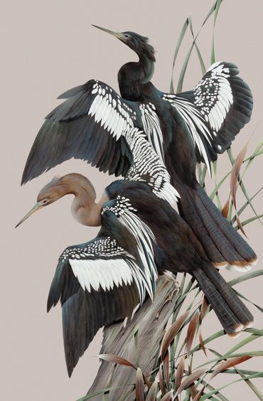 Original Watercolor
Anhingas
ORIGINAL SOLD