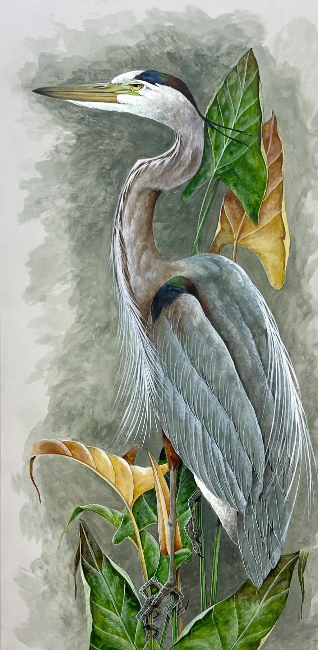 Blue Gentleman
Great Blue Heron
Giclee  Edition 100 S&N
Image Size 40x21
$250
