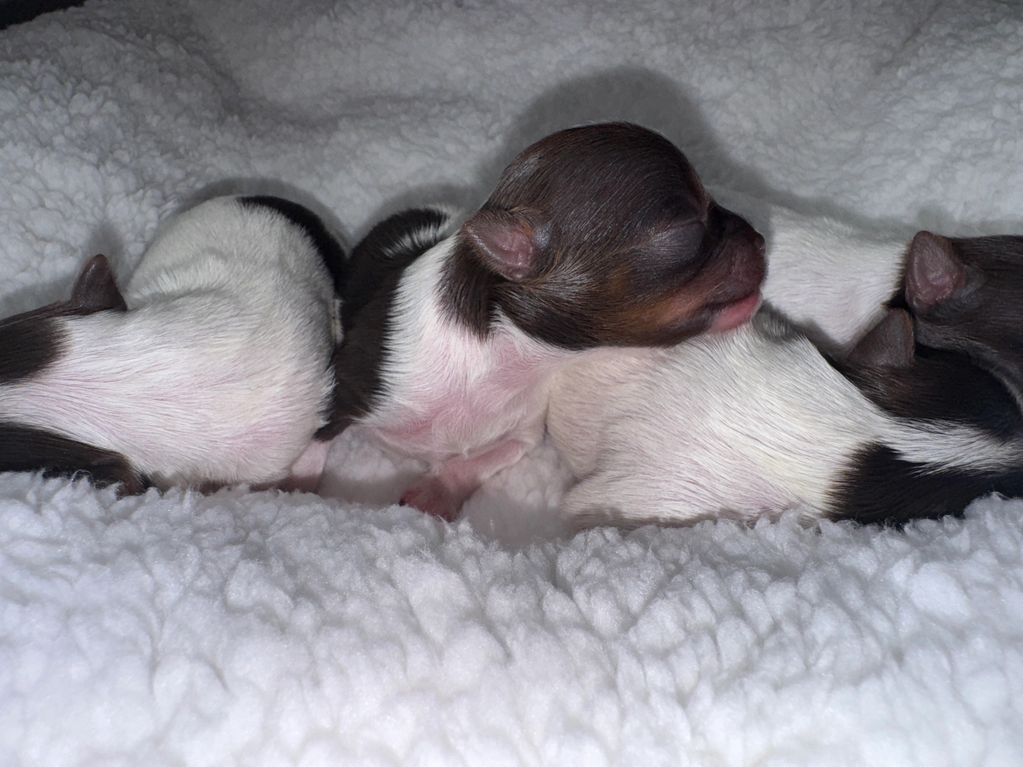 Chocolate Parti Puppies ready mid July 2025!