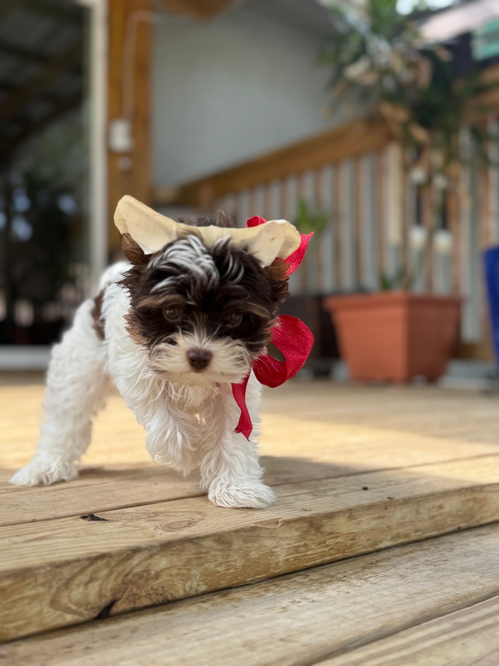 Parti Yorkie puppy for sale