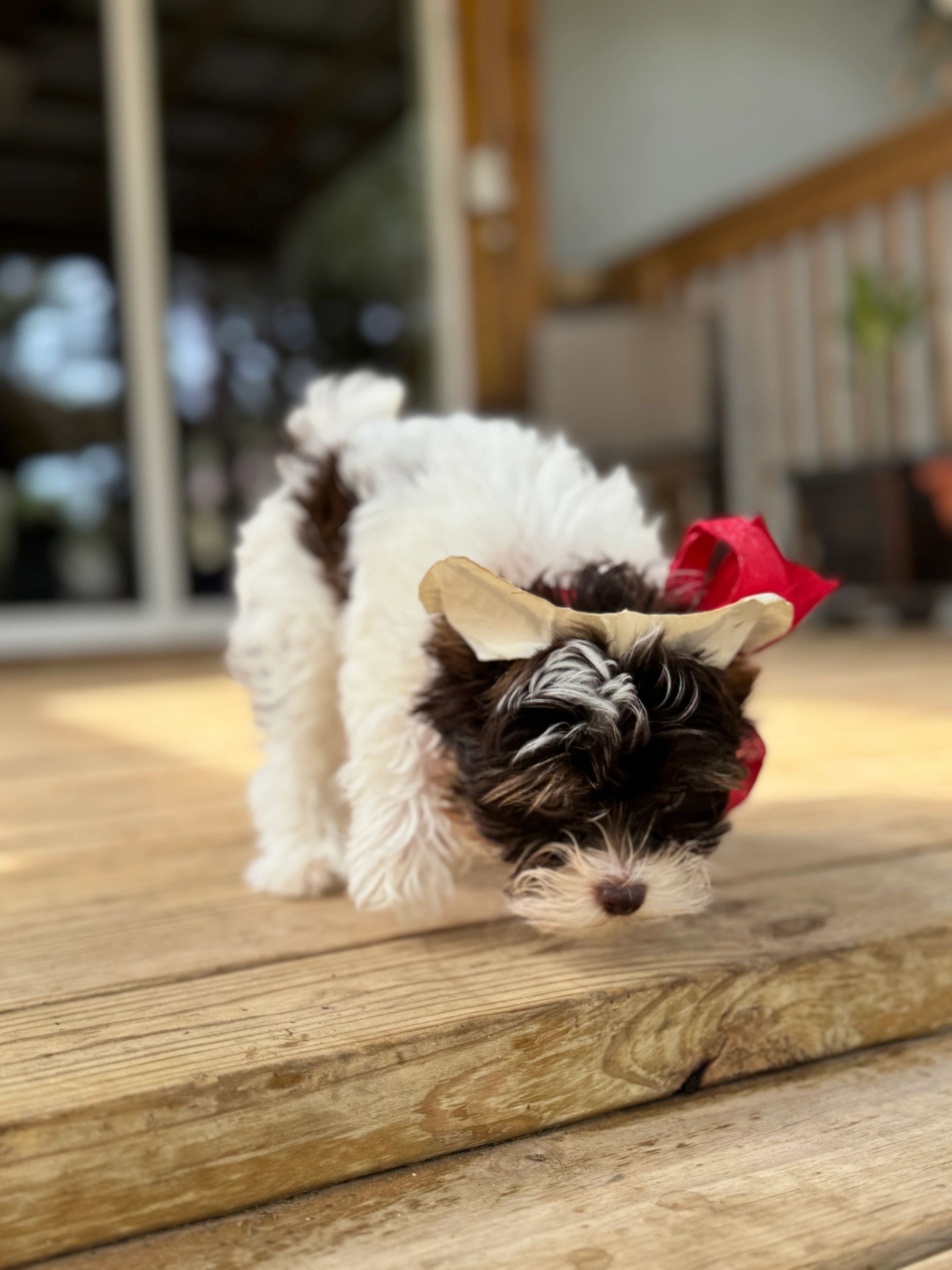 yorkie puppy for sale near me Austin, TX