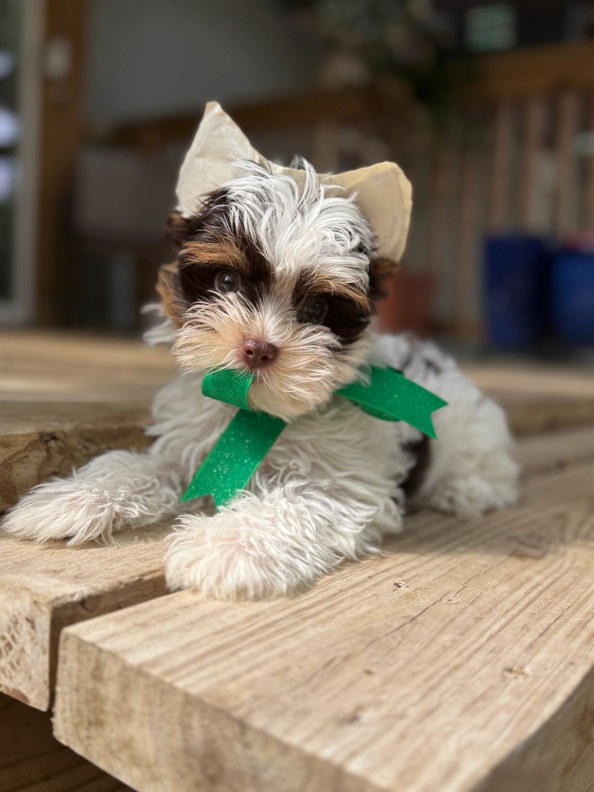 Yorkie puppy for sale near me