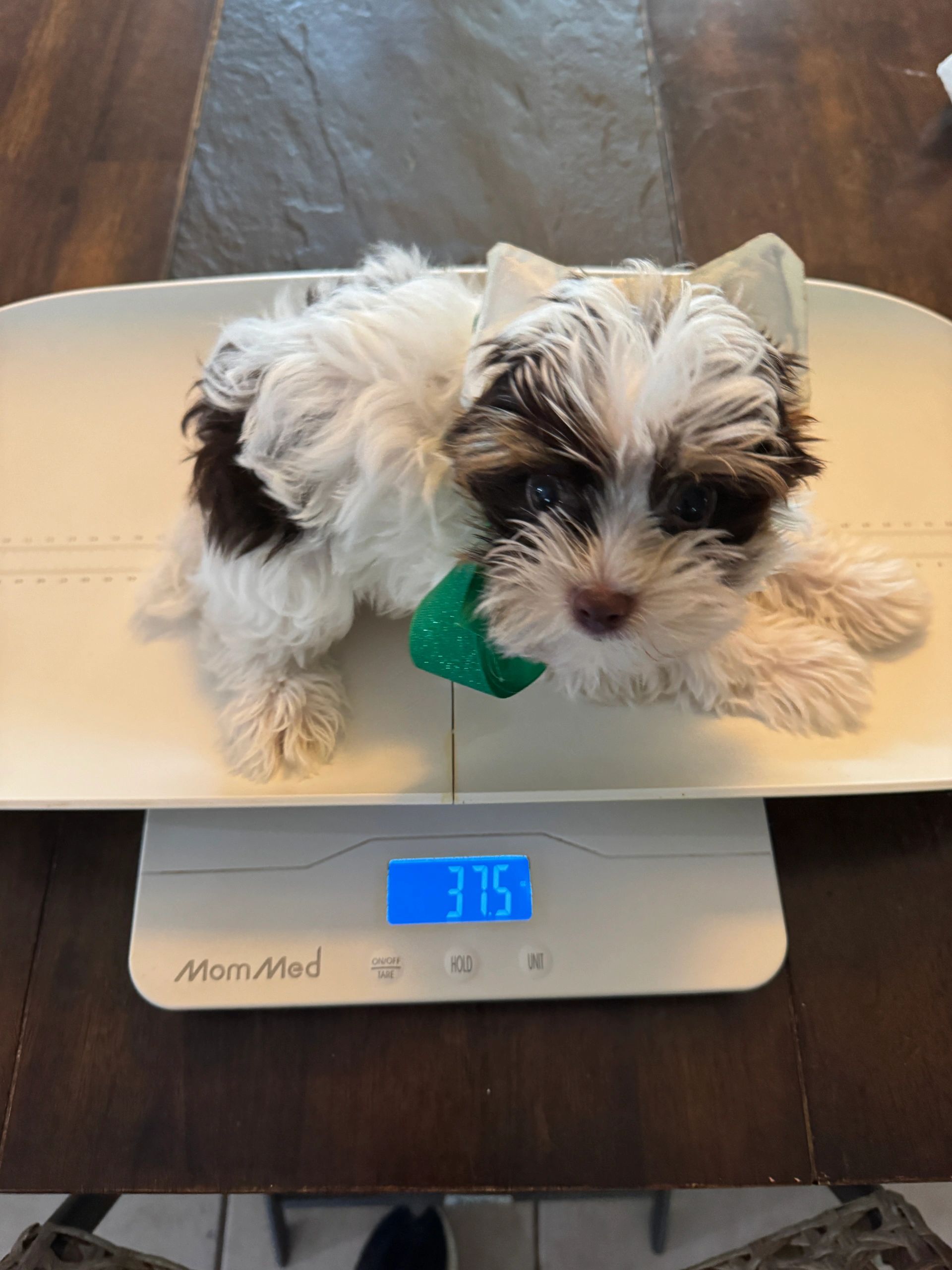 yorkie puppy for sale near me