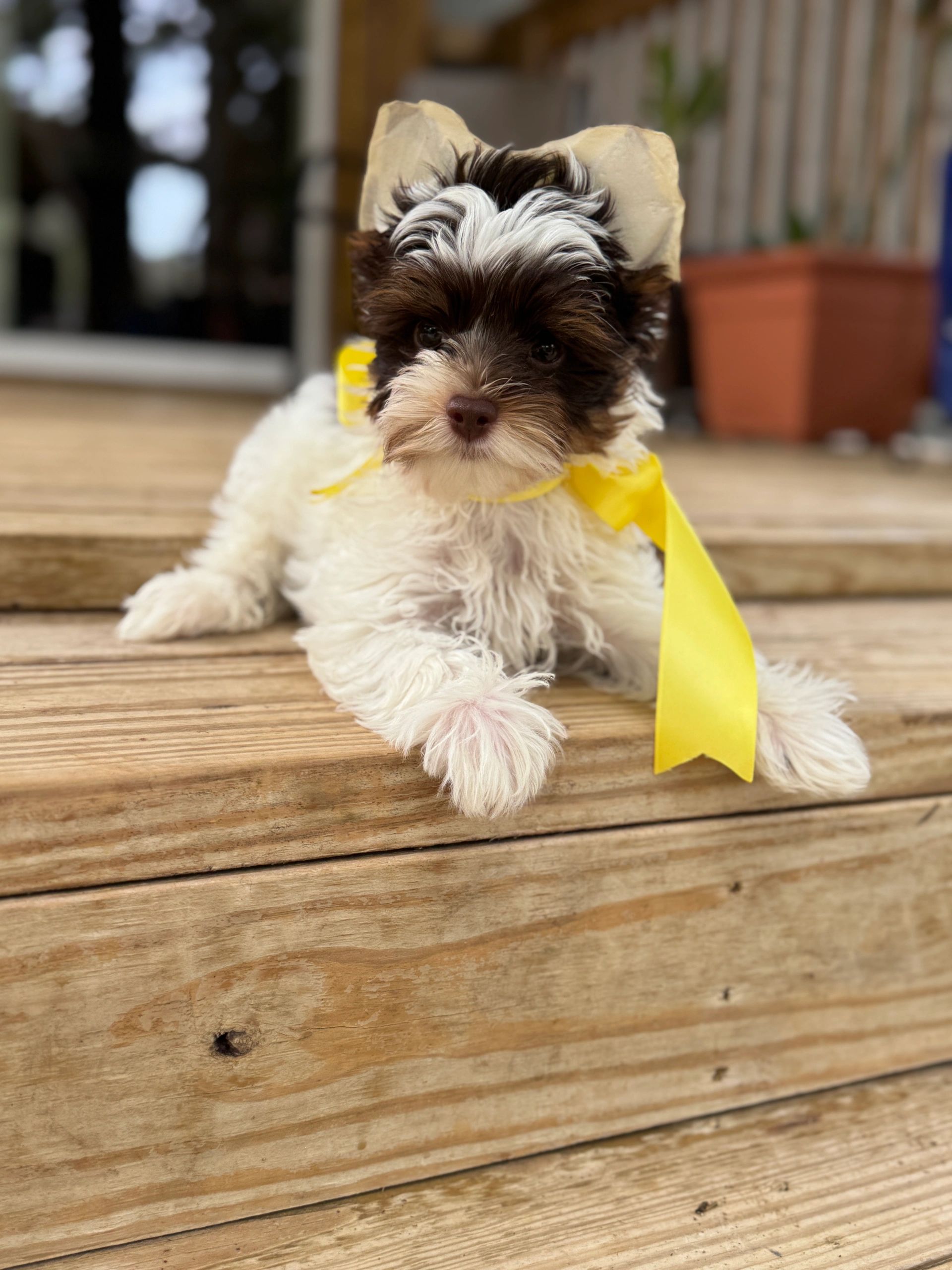 Parti Yorkie for sale near me