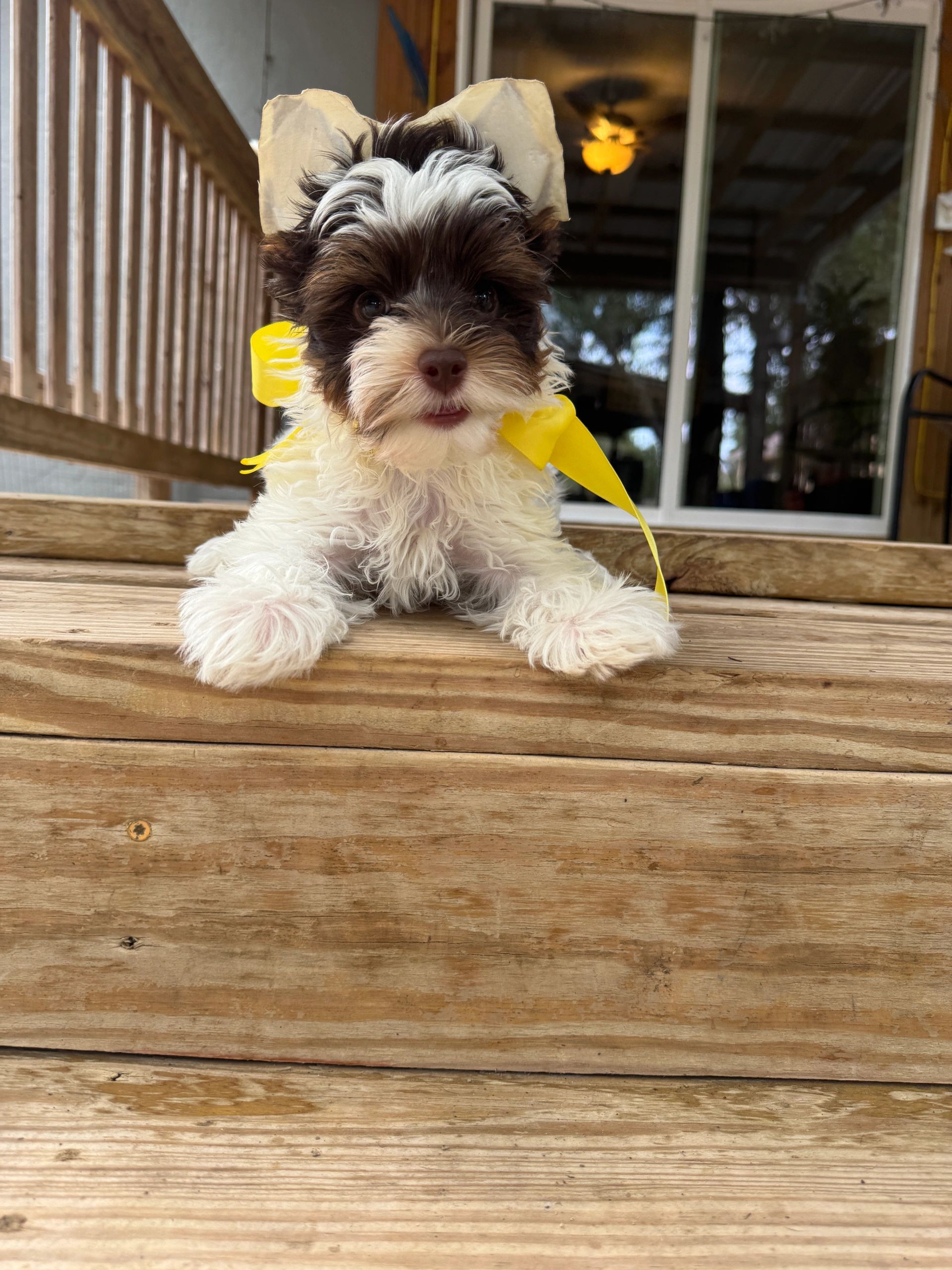 Yorkie puppy for sale near me