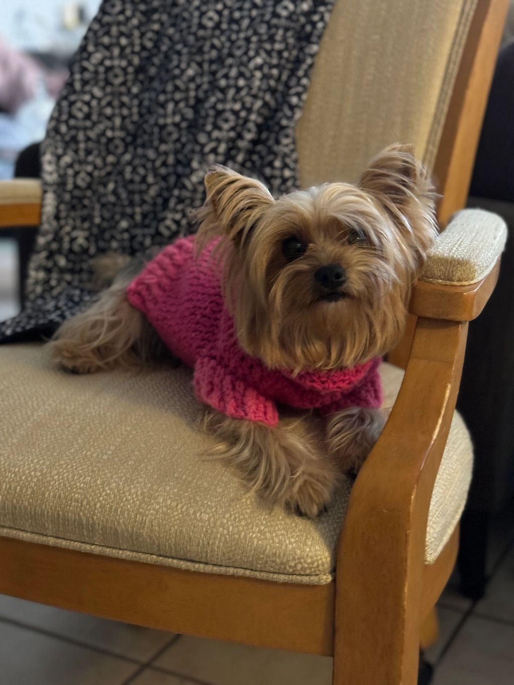 Traditional Yorkie for sale