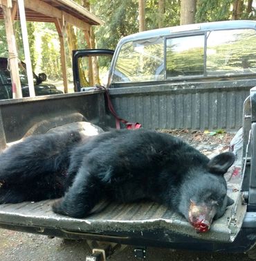 220lb blackbear taken in Kitsap County, September 2020.