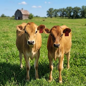 Two calves standing on green grass with a barn in the background.