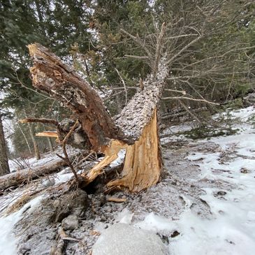 Tree root failure. hazard assessments are essential for identifying and mitigating potential risks